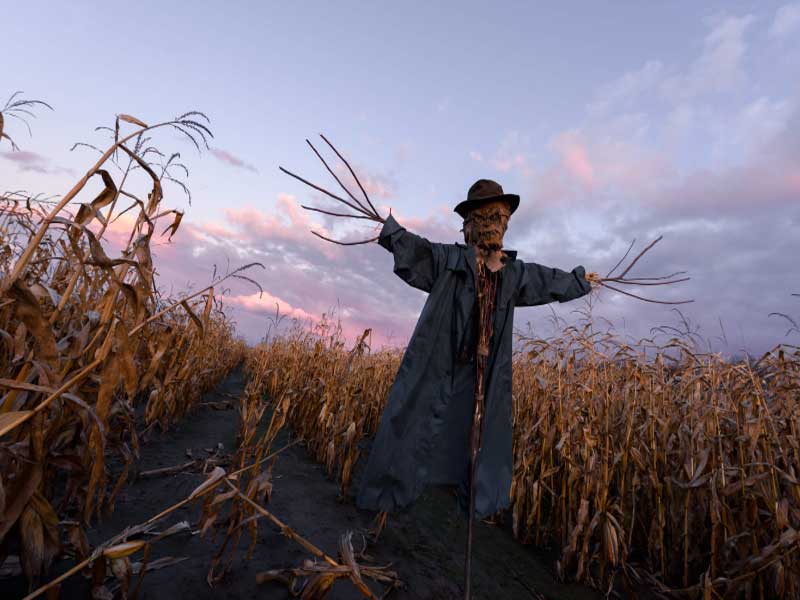 Newberry's Cornfield Maze