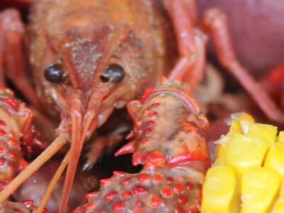Fiesta of Five Flags Crawfish Festival