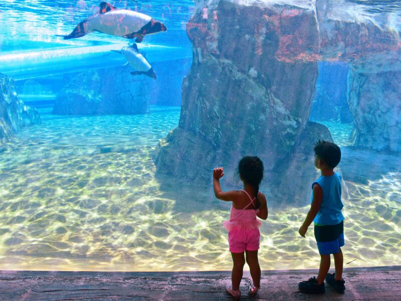 Aquatica