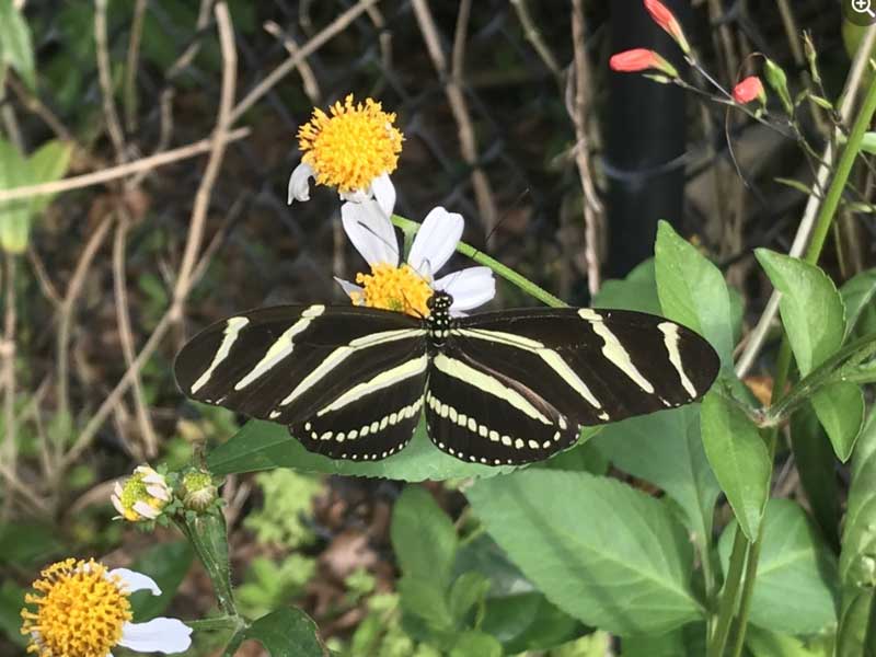 Harry P. Leu Gardens