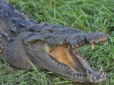 Croc Encounters