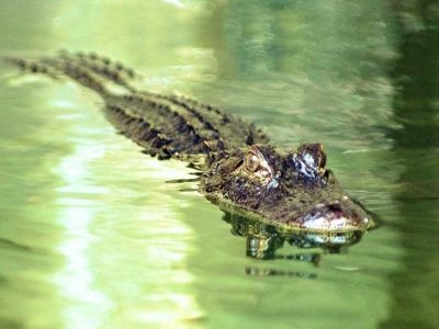 Gator Beach