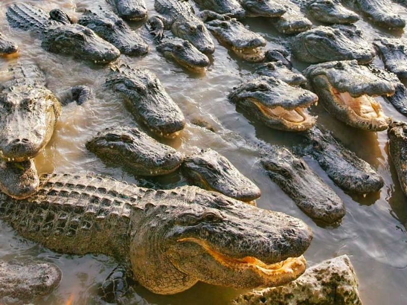 Everglades Alligator Farm