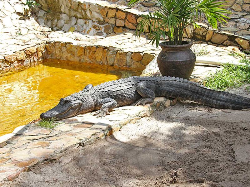 Everglades Holiday Park
