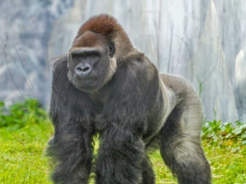 Jacksonville Zoo