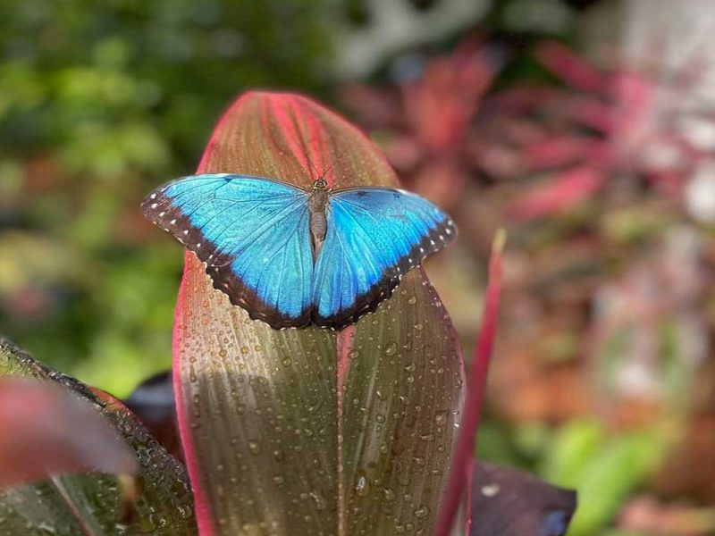 Key West Butterfly & Nature Conservatory
