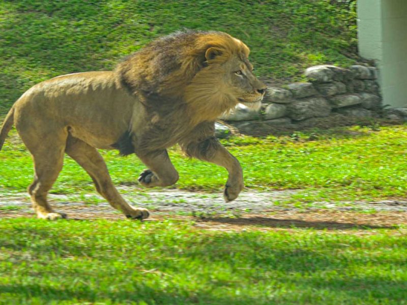 Lion Country Safari