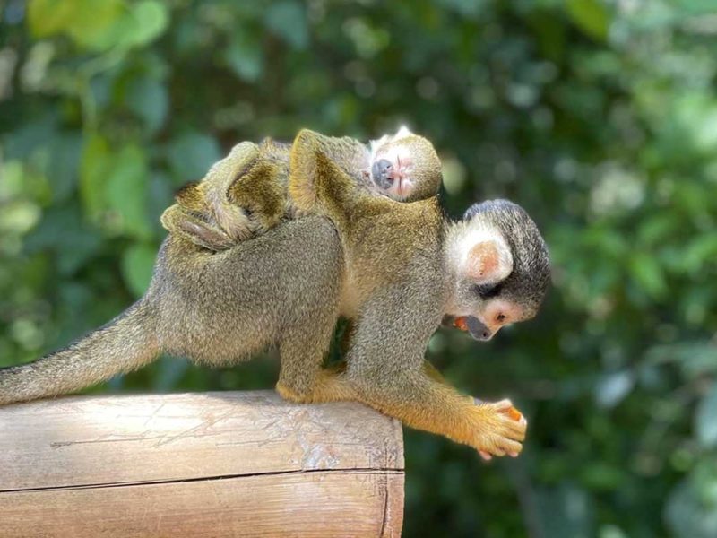Monkey Jungle