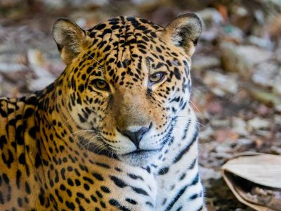 Palm Beach Zoo
