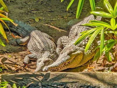 St. Augustine Alligator Farm